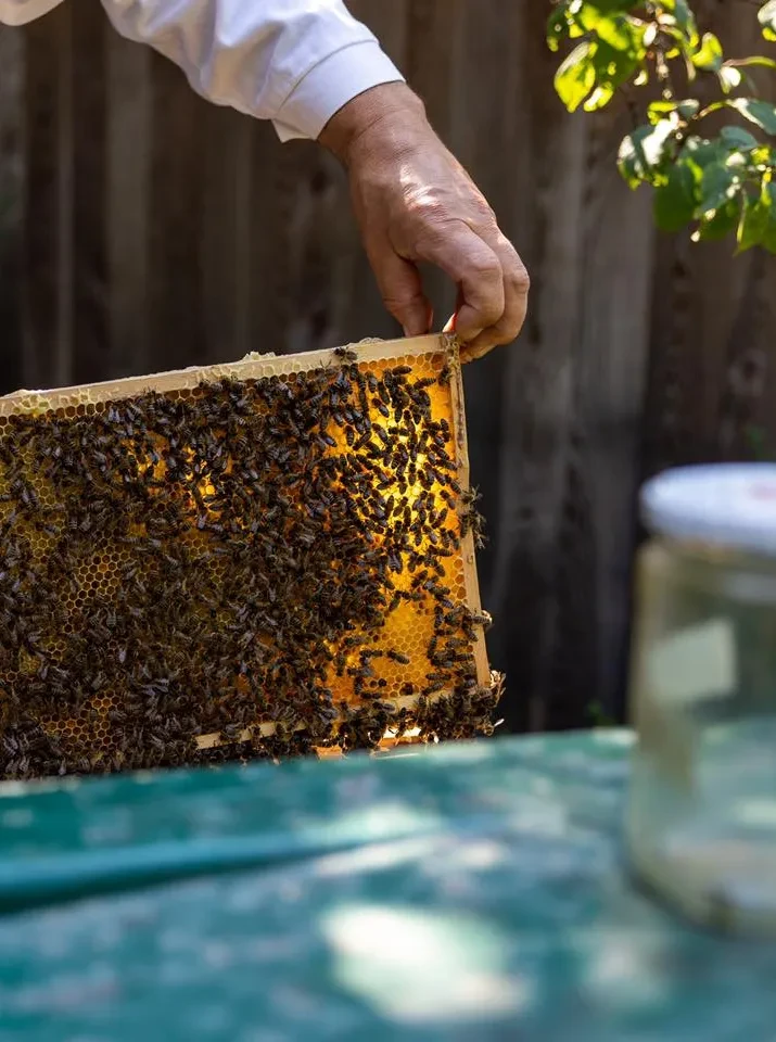 Honigwaben mit Bienen Sunnseitimker 