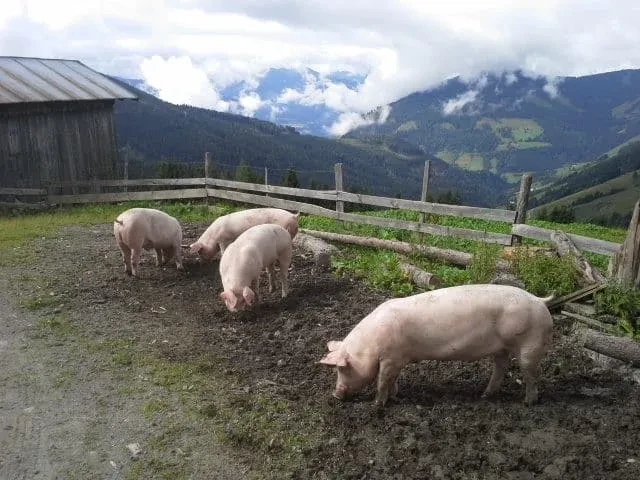 Schweine im Freilauf